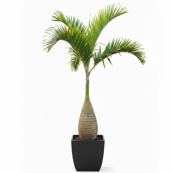 Bottle Palm, Hyophorbe Lagenicaulis - Image 5