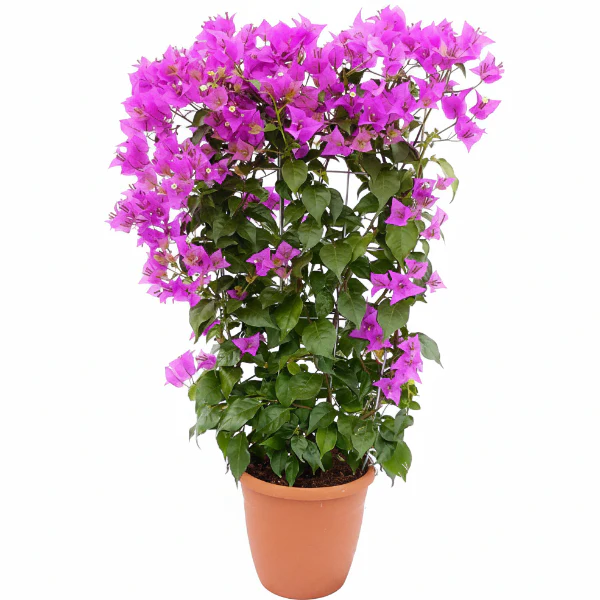 Bougainvillea Alexandra , Purple Paper Flower