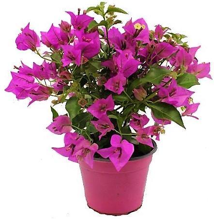 Bougainvillea Alexandra , Purple Paper Flower - Image 2