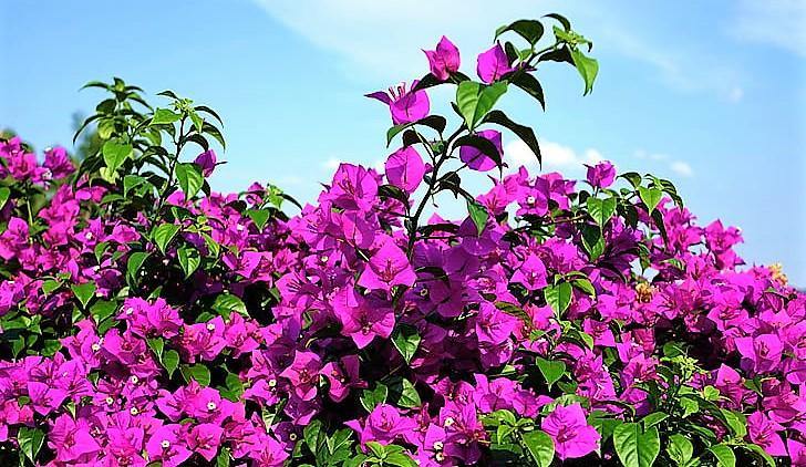 Bougainvillea Alexandra , Purple Paper Flower - Image 3