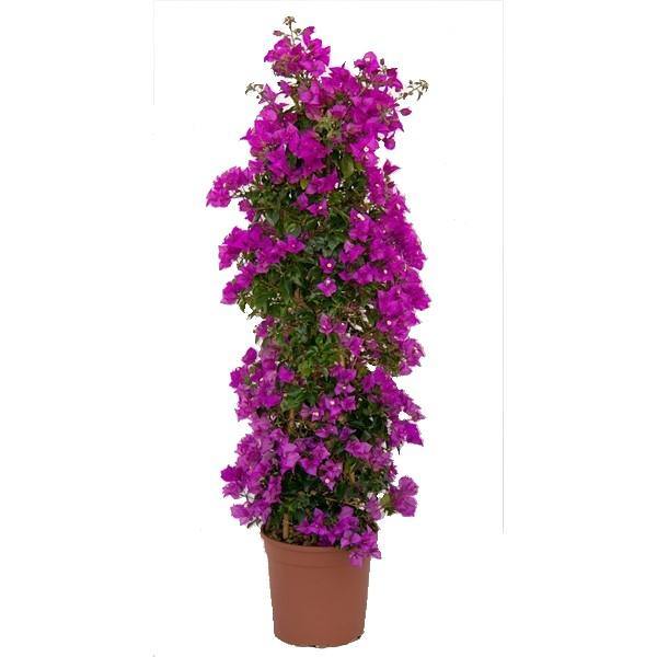 Bougainvillea Alexandra , Purple Paper Flower - Image 4