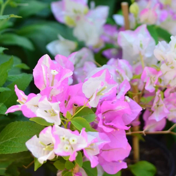 Bougainvillea Cocoice, Coconut Ice - Image 2