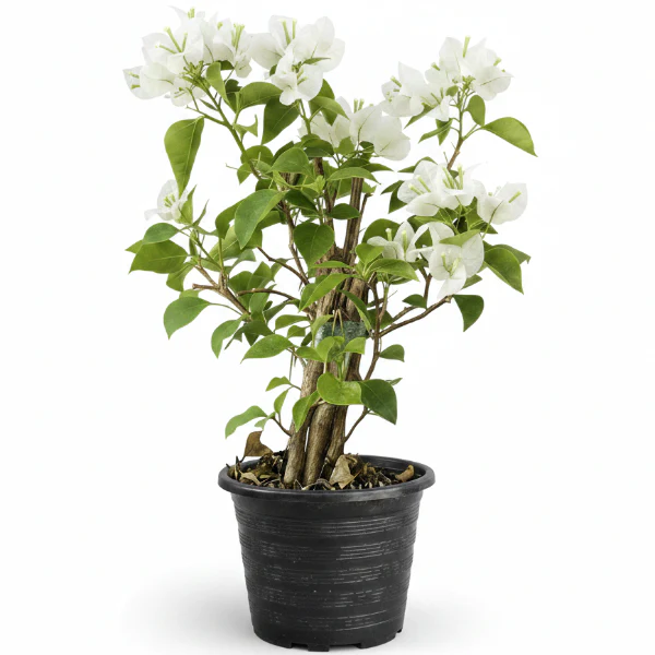 Bougainvillea Glabra White