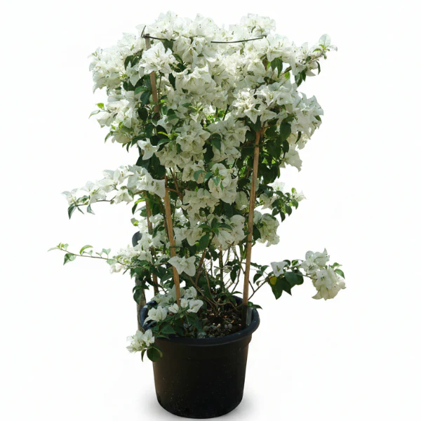 Bougainvillea Glabra White - Image 2
