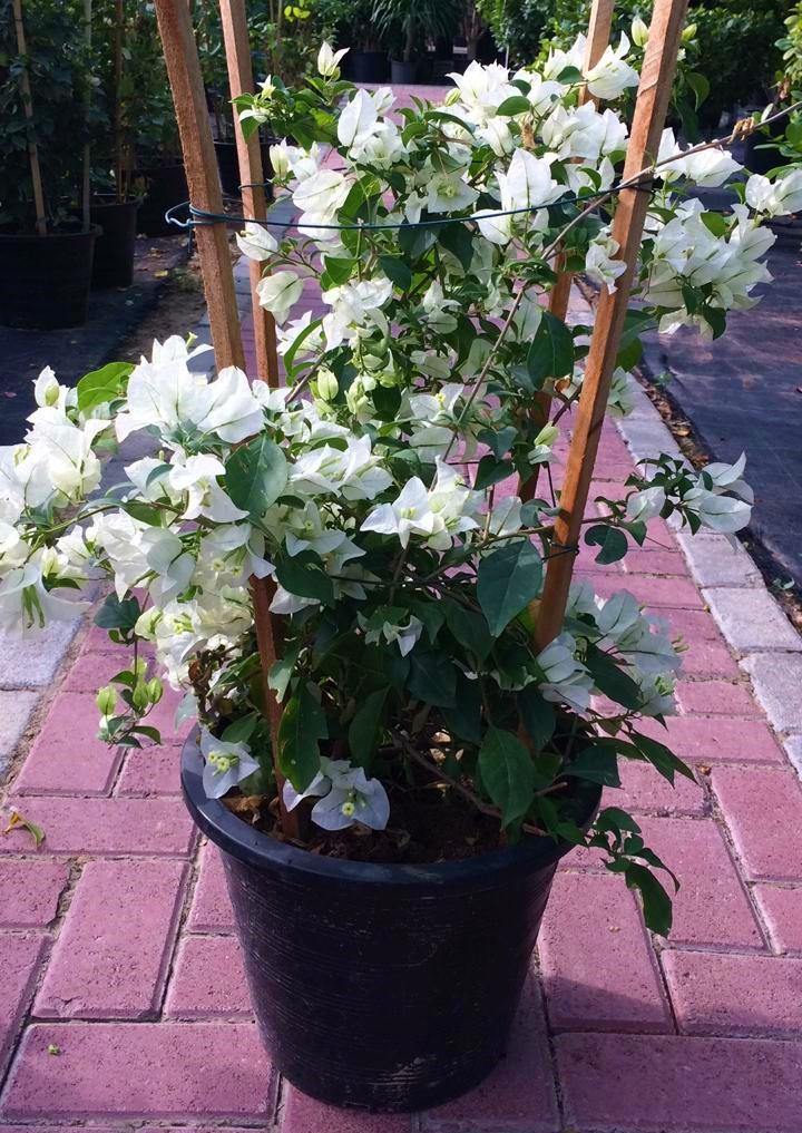 Bougainvillea Glabra White - Image 5