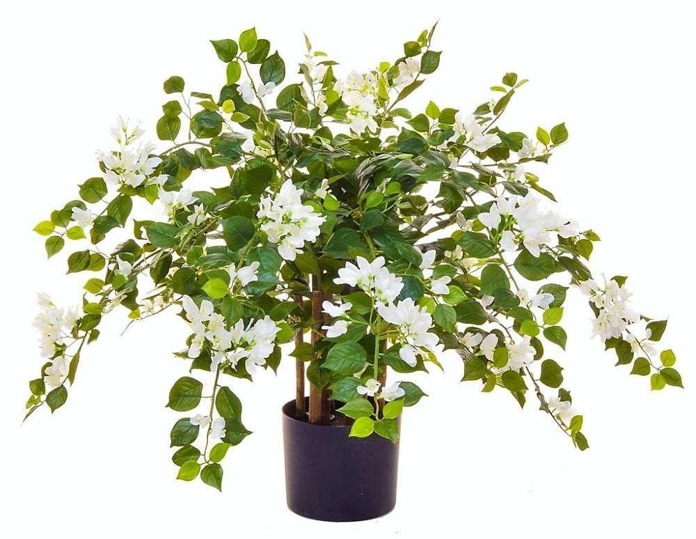 Bougainvillea Glabra White - Image 6