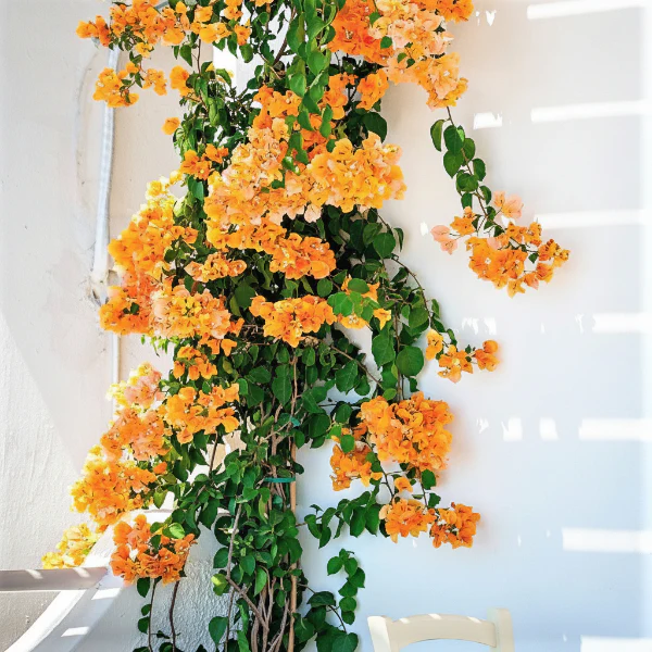 Bougainvillea Gold - Image 2