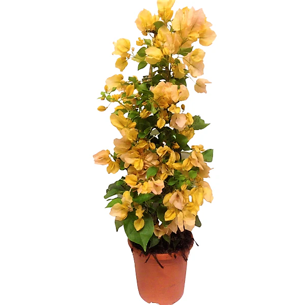 Bougainvillea Gold - Image 3