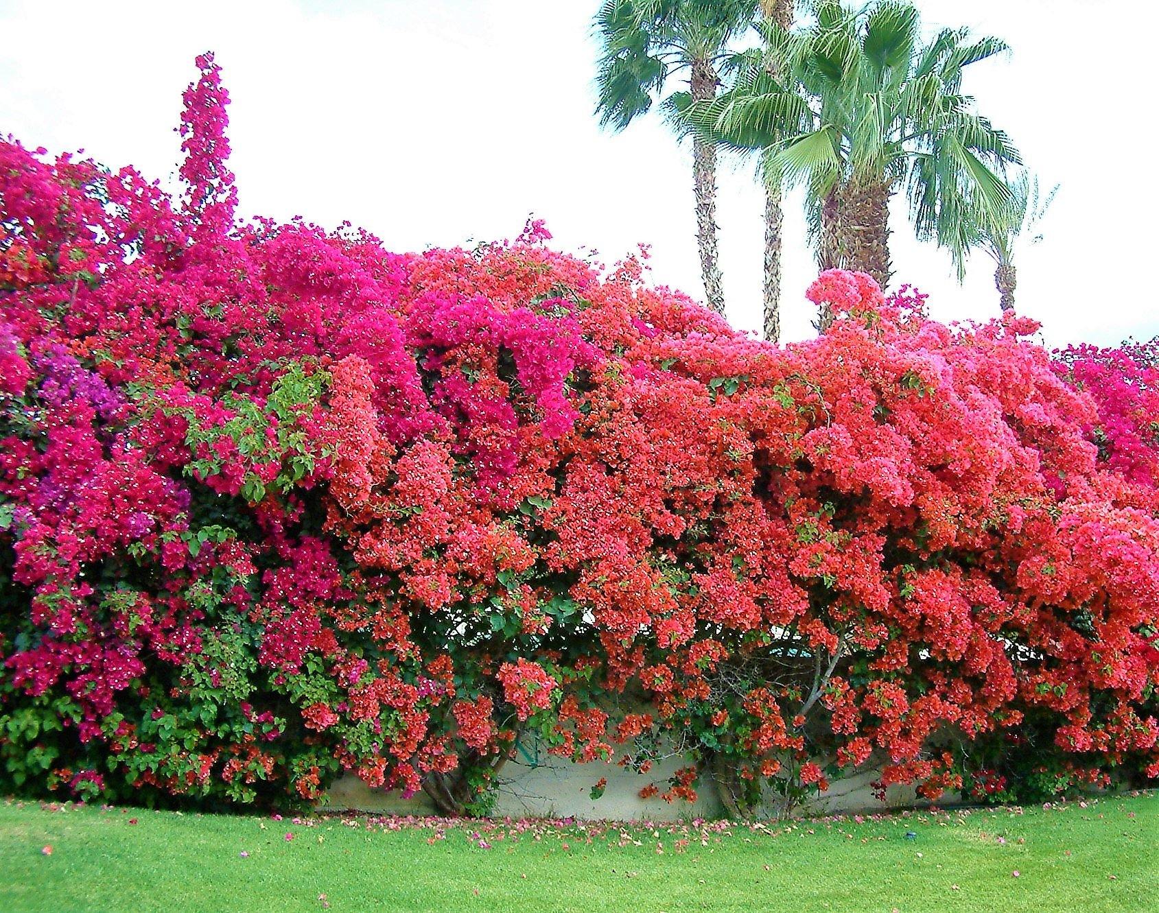 Bougainvillea Rainbow GOLD - Image 3