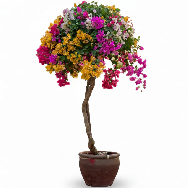 Bougainvillea Multicolor Specimen - Image 2