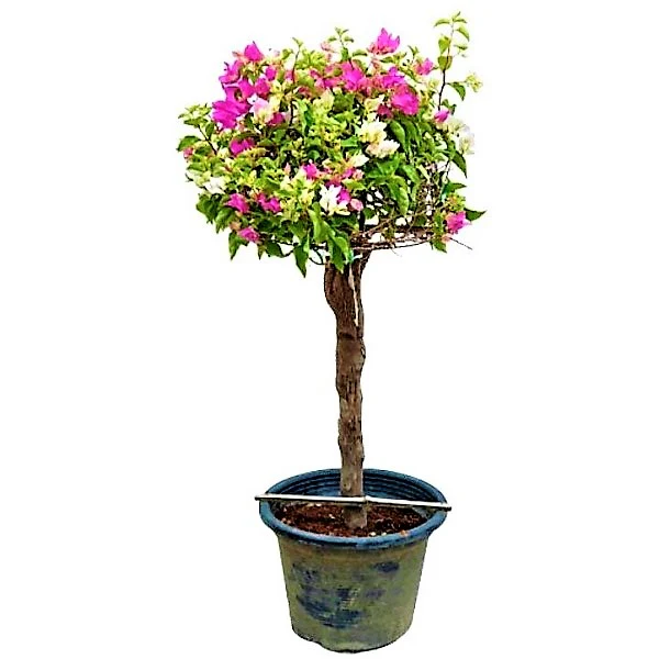 Bougainvillea Multicolor Specimen - Image 3