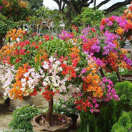 Bougainvillea Multicolor Specimen - Image 4
