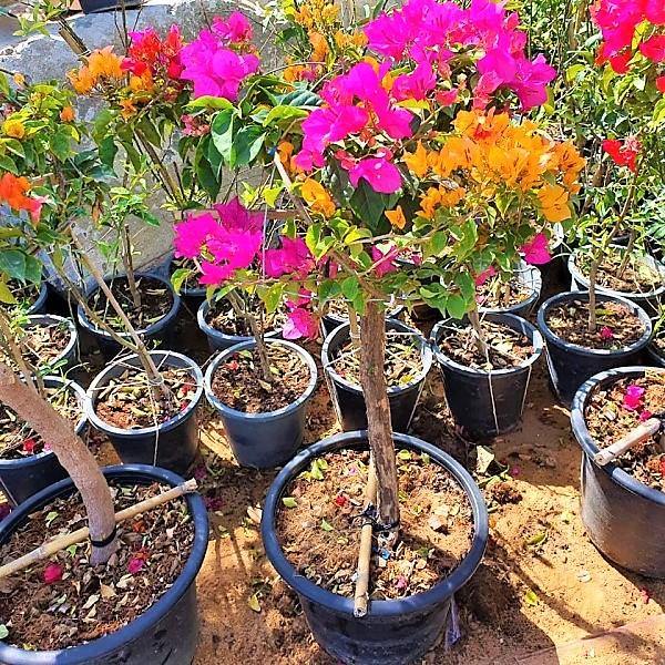 Bougainvillea Multicolor Specimen - Image 7