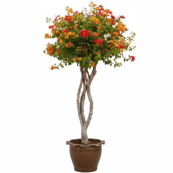 Bougainvillea Multicolor Specimen - Image 9