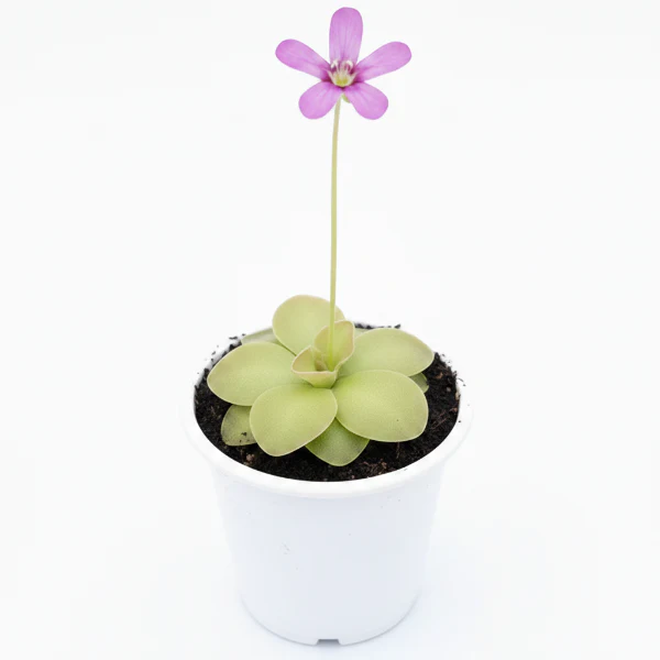 Butterworts , Sarracenia pinguicula - Image 3
