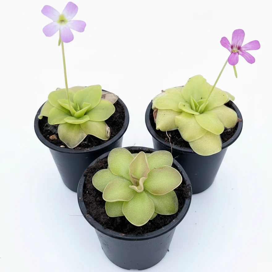 Butterworts , Sarracenia pinguicula - Image 4