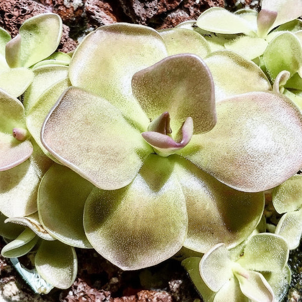 Butterworts , Sarracenia pinguicula - Image 5