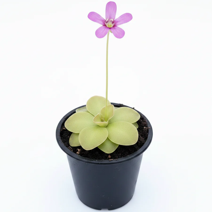Butterworts , Sarracenia pinguicula - Image 6