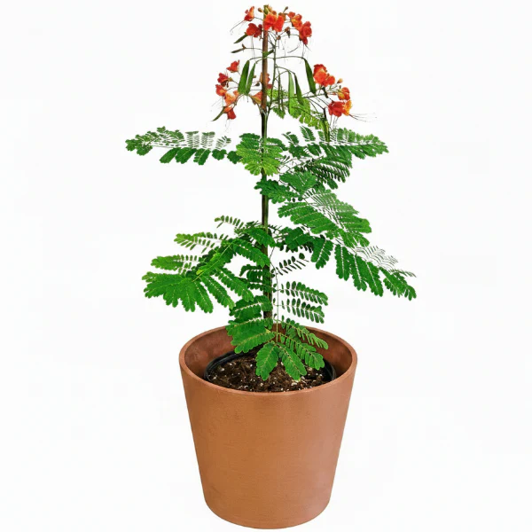 Caesalpinia pulcherrima, Peacock Flower - Image 2