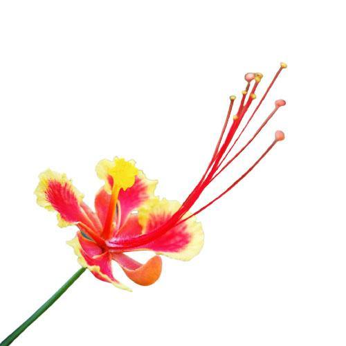 Caesalpinia pulcherrima, Peacock Flower - Image 4