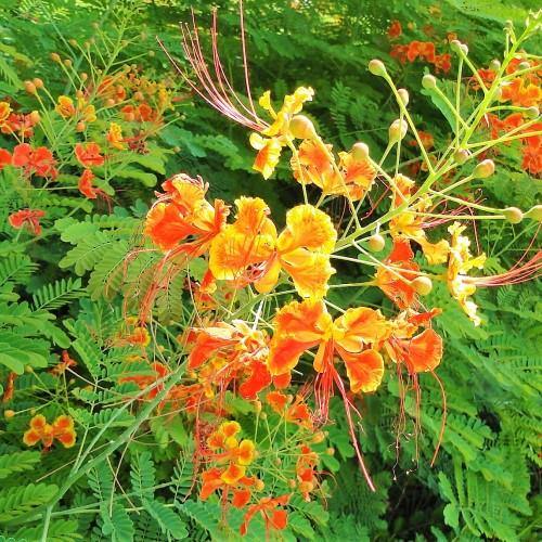 Caesalpinia pulcherrima, Peacock Flower - Image 6