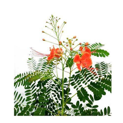 Caesalpinia pulcherrima, Peacock Flower - Image 7