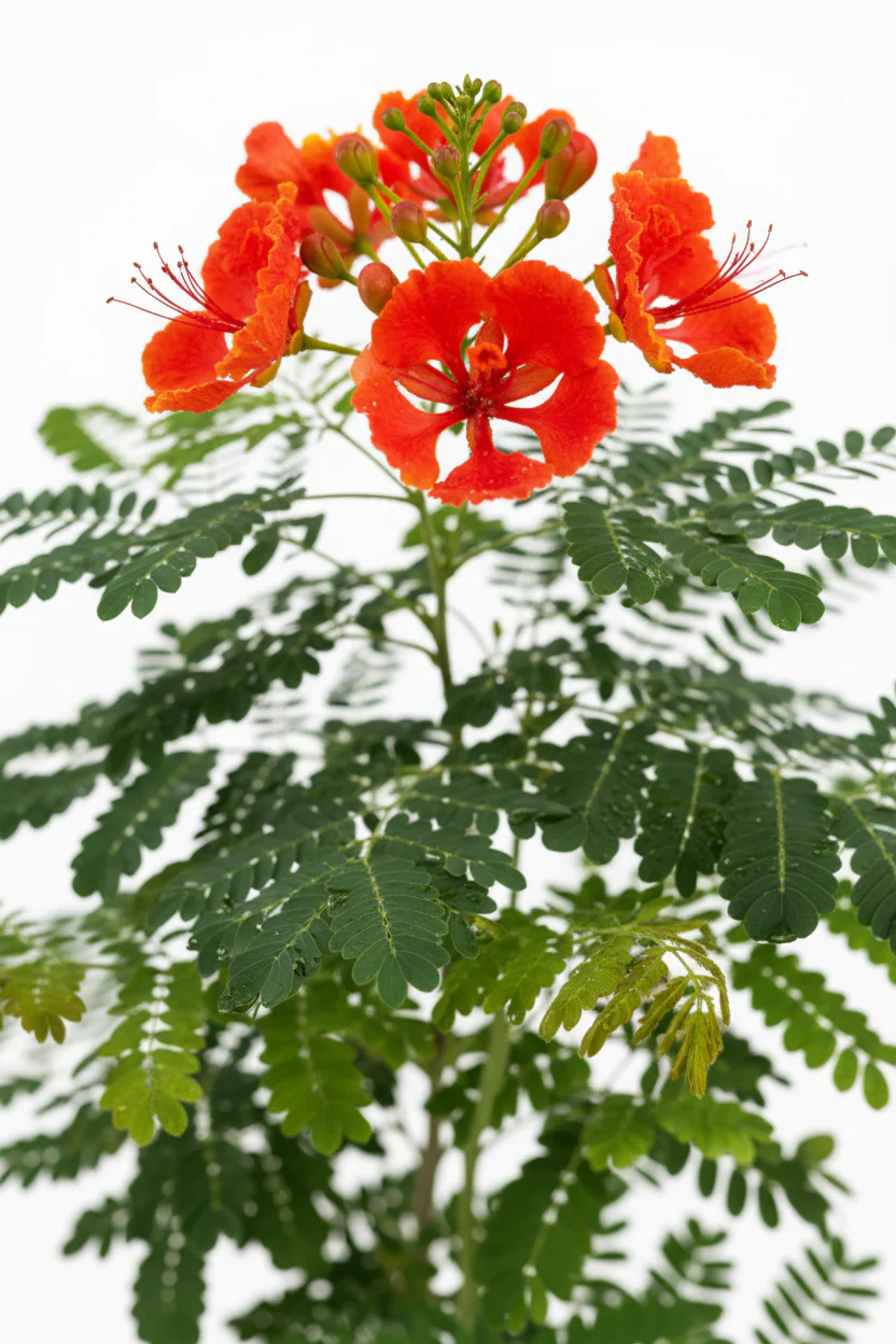 Caesalpinia pulcherrima, Peacock Flower - Image 8