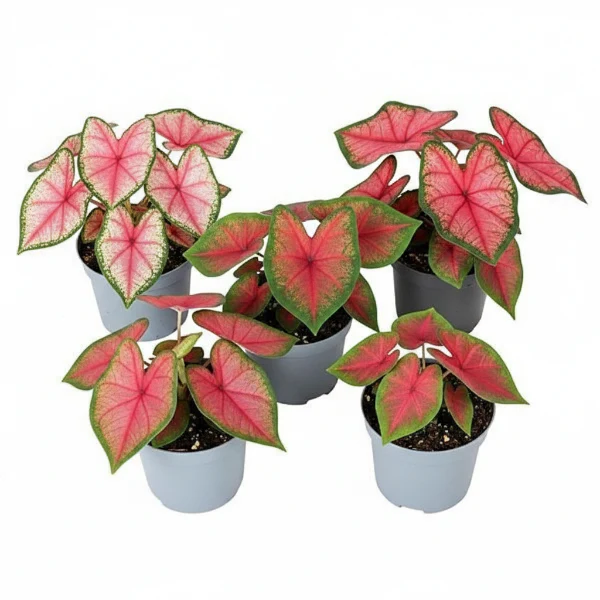 Angel Wings, Caladiums