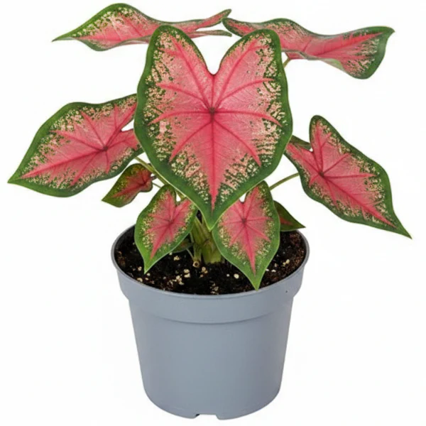 Angel Wings, Caladiums - Image 2