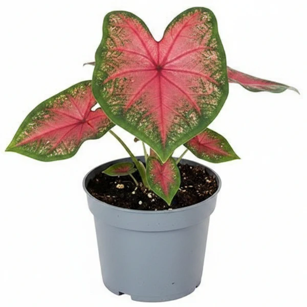 Angel Wings, Caladiums - Image 3