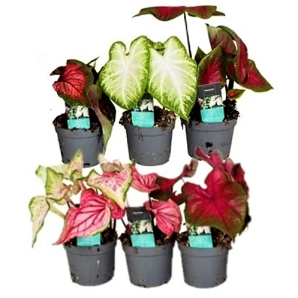 Angel Wings, Caladiums - Image 4
