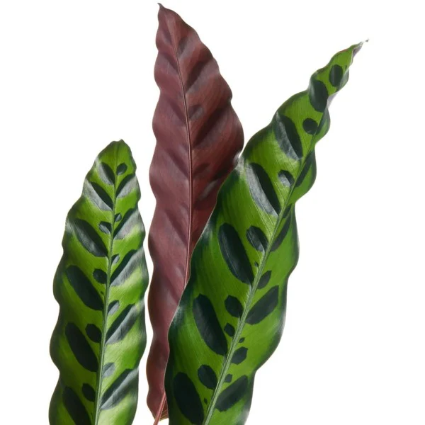 Calathea Lancifolia, Rattlesnake Plant - Image 2