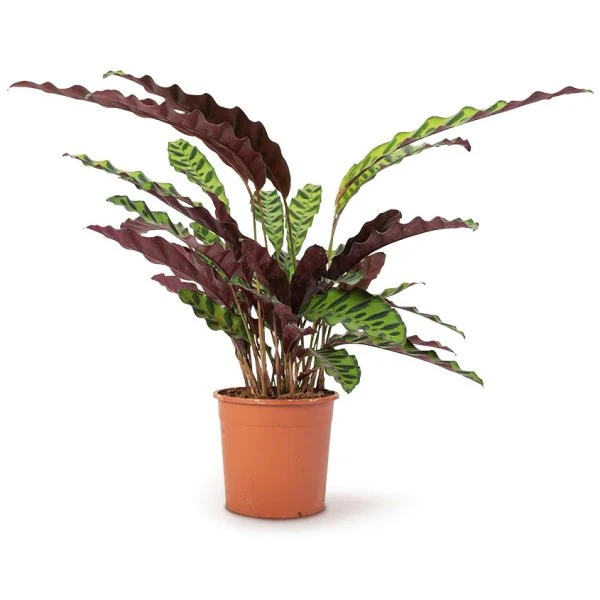 Calathea Lancifolia, Rattlesnake Plant - Image 3