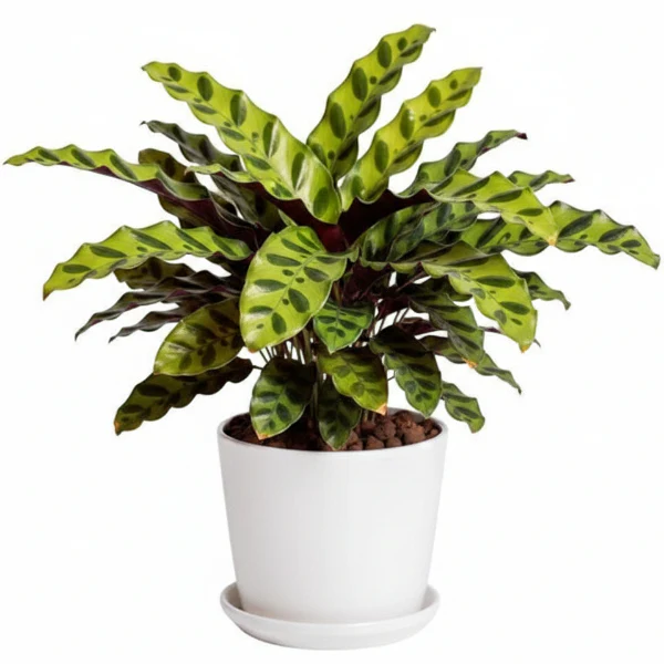 Calathea Lancifolia, Rattlesnake Plant - Image 4