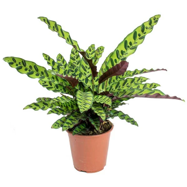 Calathea Lancifolia, Rattlesnake Plant - Image 5