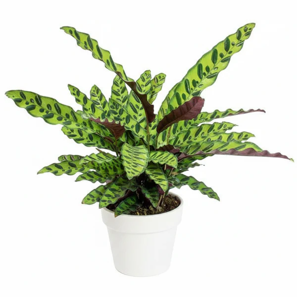 Calathea Lancifolia, Rattlesnake Plant - Image 6