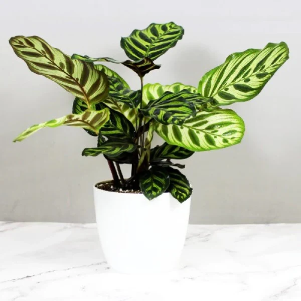 Calathea Makoyana, Cathedral Windows - Image 3