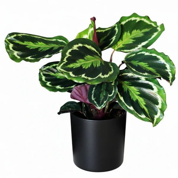 Calathea Medallion, Peacock Plant - Image 2