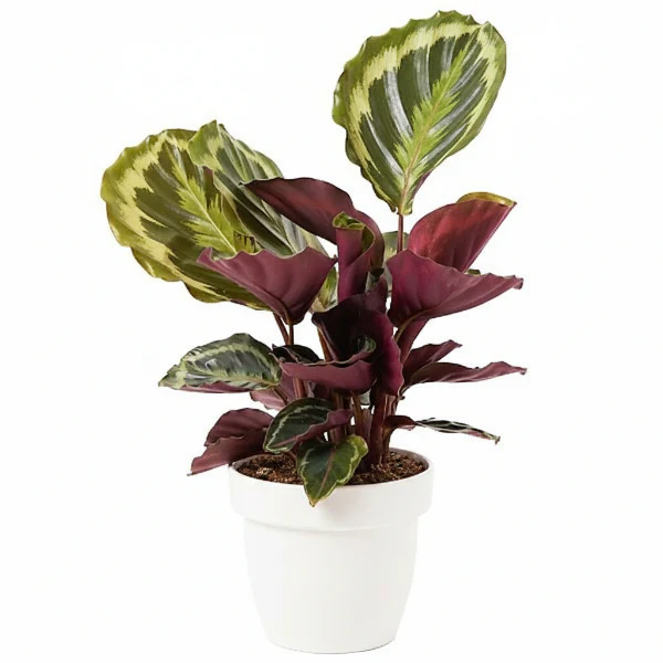 Calathea Medallion, Peacock Plant - Image 3