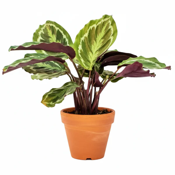 Calathea Medallion, Peacock Plant - Image 4