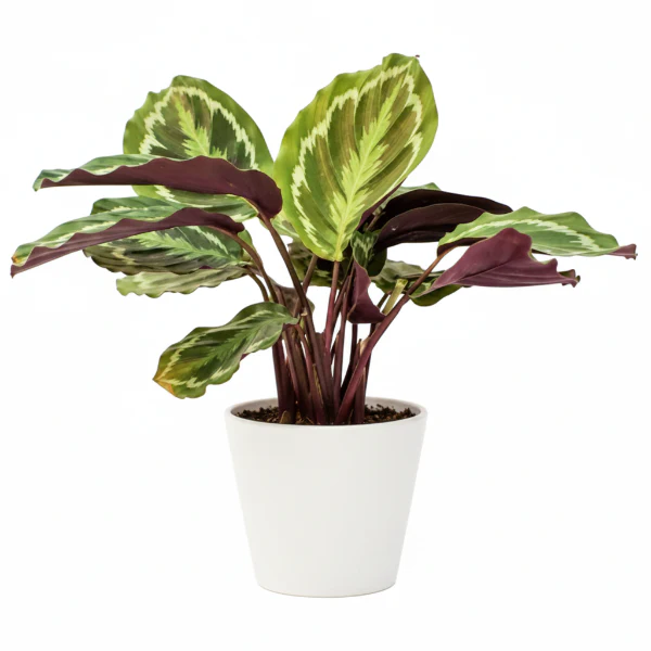 Calathea Medallion, Peacock Plant - Image 5