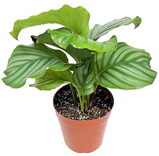 Calathea Orbifolia - Image 3