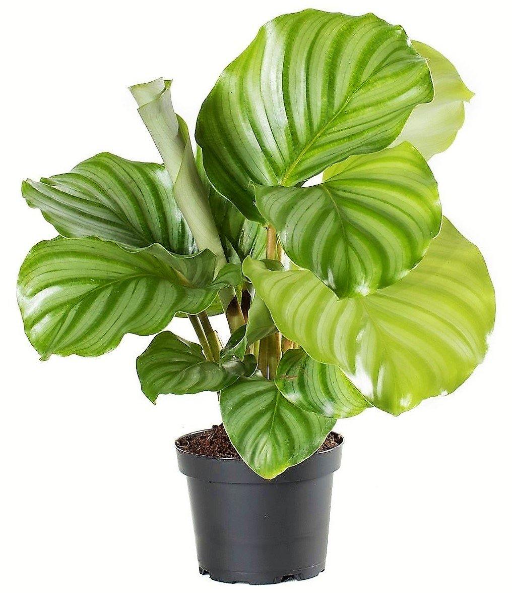 Calathea Orbifolia - Image 4