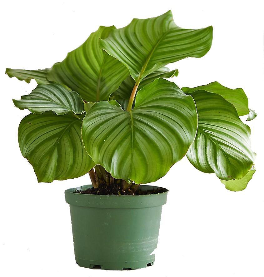 Calathea Orbifolia - Image 5