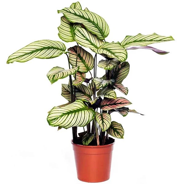 Calathea White Star, Majestic Calathea