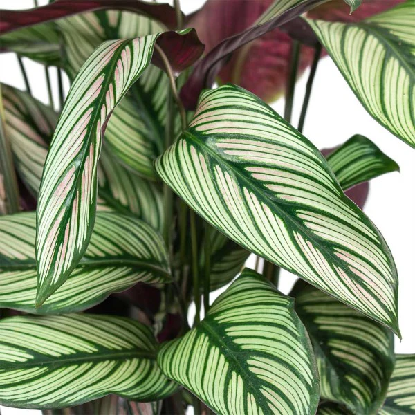 Calathea White Star, Majestic Calathea - Image 2