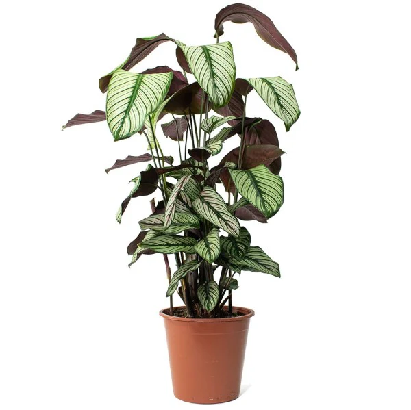 Calathea White Star, Majestic Calathea - Image 3