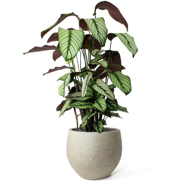 Calathea White Star, Majestic Calathea - Image 4