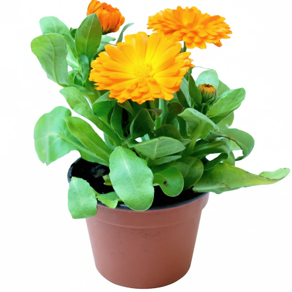 Calendula Officinalis, English Marigold