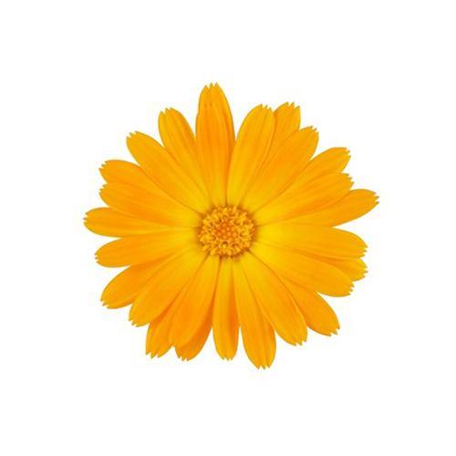 Calendula Officinalis, English Marigold - Image 3